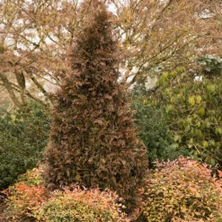 Fast Growing Trees Arborvitae Trees Tiny Tower® Thuja