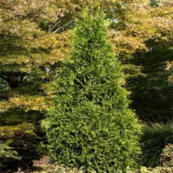Fast Growing Trees Arborvitae Trees Tiny Tower® Thuja