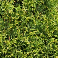 Fast Growing Trees Arborvitae Trees Tiny Tower® Thuja
