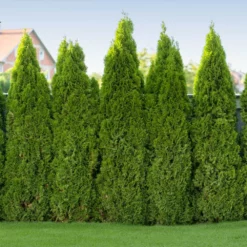 Fast Growing Trees Arborvitae Trees Tiny Tower® Thuja