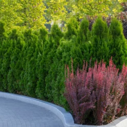 Fast Growing Trees Arborvitae Trees Tiny Tower® Thuja
