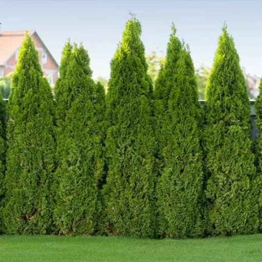 Fast Growing Trees Arborvitae Trees Tiny Tower® Thuja 2 Fast Growing Trees Arborvitae Trees Tiny Tower® Thuja