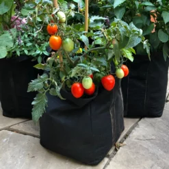 Fast Growing Trees Shop Indoor & Patio Fruit Patio Tomato Garden