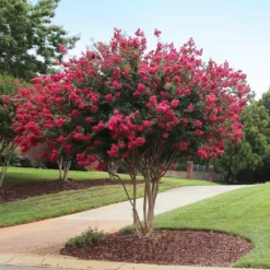 Fast Growing Trees Tonto Crape Myrtle Tree