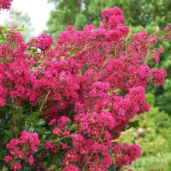 Fast Growing Trees Tonto Crape Myrtle Tree