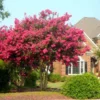 Fast Growing Trees Tonto Crape Myrtle Tree
