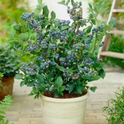 Fast Growing Trees Blueberry Bushes Top Hat Blueberry Bush