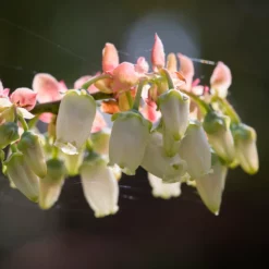 Fast Growing Trees Blueberry Bushes Toro Blueberry Bush - USDA Organic 14 Fast Growing Trees Blueberry Bushes Toro Blueberry Bush - USDA Organic