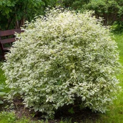 Fast Growing Trees Touch Of Elegance™ Dogwood Shrub Dogwood Trees