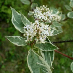 Fast Growing Trees Touch Of Elegance™ Dogwood Shrub Dogwood Trees