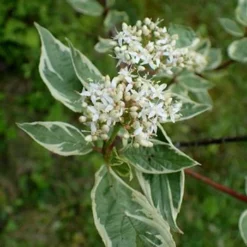 Fast Growing Trees Touch Of Elegance™ Dogwood Shrub Dogwood Trees