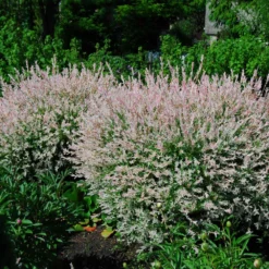 Fast Growing Trees See All Shrubs & Hedges Tri-Color Dappled Willow