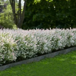 Fast Growing Trees See All Shrubs & Hedges Tri-Color Dappled Willow