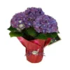 Fast Growing Trees Tri-color Hydrangea Gift