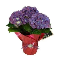 Fast Growing Trees Tri-color Hydrangea Gift
