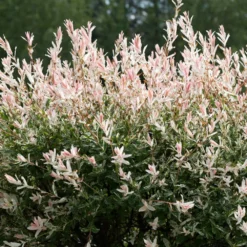 Fast Growing Trees See All Shrubs & Hedges Tri-Color Dappled Willow