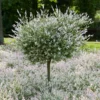 Fast Growing Trees Willow Trees Tri-Color Willow Tree