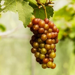 Fast Growing Trees Triumph Muscadine Grapes