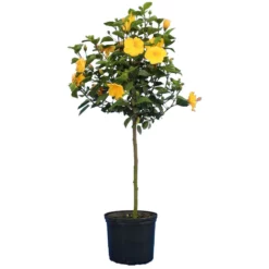 Fast Growing Trees See All Flowering Trees Yellow Tropical Hibiscus Tree