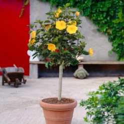 Fast Growing Trees See All Flowering Trees Yellow Tropical Hibiscus Tree