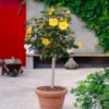 Fast Growing Trees See All Flowering Trees Yellow Tropical Hibiscus Tree