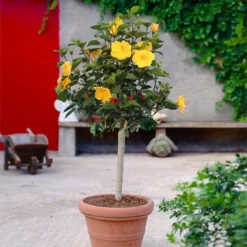 Fast Growing Trees See All Flowering Trees Yellow Tropical Hibiscus Tree