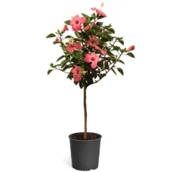 Fast Growing Trees Pink Tropical Hibiscus Tree See All Flowering Trees