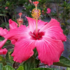 Fast Growing Trees Pink Tropical Hibiscus Tree See All Flowering Trees