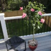 Fast Growing Trees Pink Tropical Hibiscus Tree See All Flowering Trees