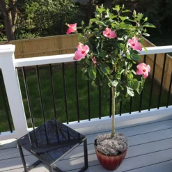 Fast Growing Trees Pink Tropical Hibiscus Tree See All Flowering Trees