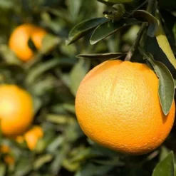 Fast Growing Trees Citrus Trees Trovita Orange Tree