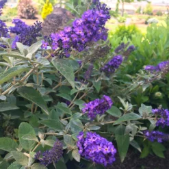 Fast Growing Trees Purple Flowers True Blue Butterfly Bush (Tree Form)