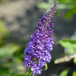 Fast Growing Trees Purple Flowers True Blue Butterfly Bush (Tree Form)