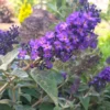 Fast Growing Trees Purple Flowers True Blue Butterfly Bush (Tree Form)