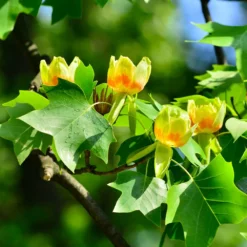 Fast Growing Trees Tulip Poplar Yellow Flowers