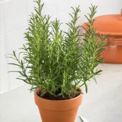 Fast Growing Trees Our Newest Arrivals Tuscan Rosemary Plant