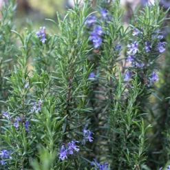 Fast Growing Trees Our Newest Arrivals Tuscan Rosemary Plant