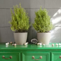 FASTGROWINGTREES Sales 29 Fast Growing Trees Our Newest Arrivals Tuscan Rosemary Plant