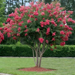 Fast Growing Trees Crape Myrtles Tuscarora Crape Myrtle