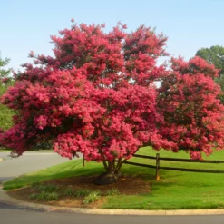 Fast Growing Trees Crape Myrtles Tuscarora Crape Myrtle