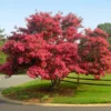 Fast Growing Trees Crape Myrtles Tuscarora Crape Myrtle 1 Fast Growing Trees Crape Myrtles Tuscarora Crape Myrtle