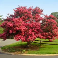 Fast Growing Trees Crape Myrtles Tuscarora Crape Myrtle