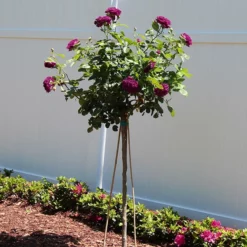 Fast Growing Trees Twilight Rose Tree