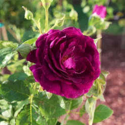 Fast Growing Trees Twilight Rose Tree