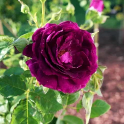 Fast Growing Trees Roses Twilight Rose Shrub