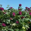 Fast Growing Trees Roses Twilight Rose Shrub