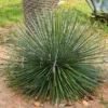 Fast Growing Trees Our Newest Arrivals Twin Flower Agave Plant