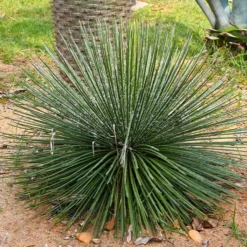 Fast Growing Trees Our Newest Arrivals Twin Flower Agave Plant
