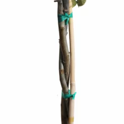 Fast Growing Trees Apple Trees Honeycrisp™ & McIntosh Twisted Apple Tree