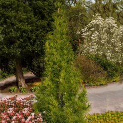 Fast Growing Trees Japanese Umbrella Pine Tree Pine Trees